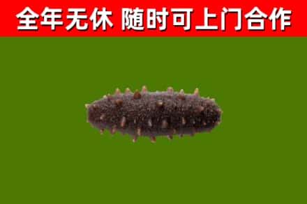 泾市回收海参干